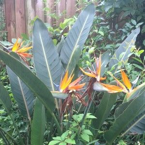 Meet your Posher, Jane